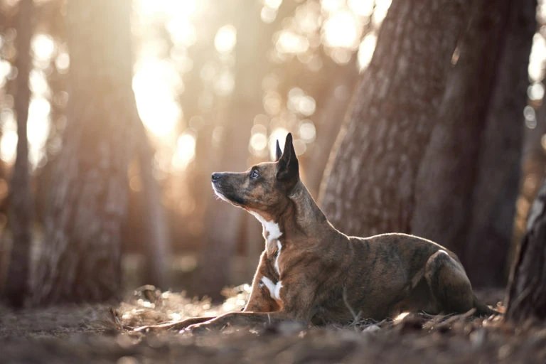 Perro tumbado junto a un árbol con luz entre las ramas