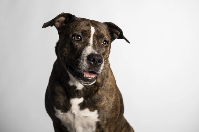 Retrato de un perro atigrado con el pecho blanco