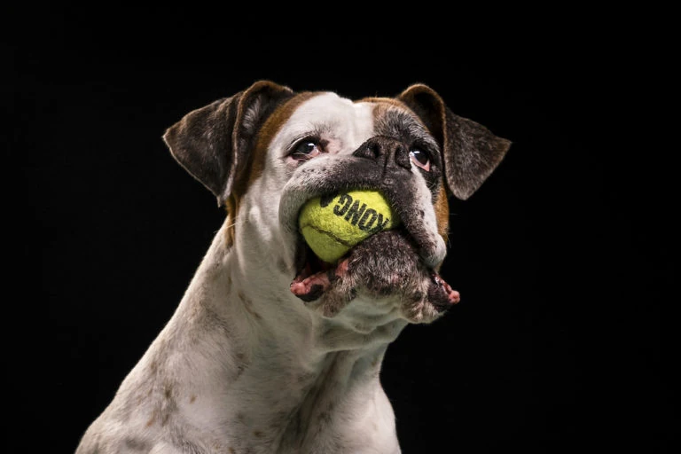 Perro con una pelota de tenis en la boca sobre fondo negro