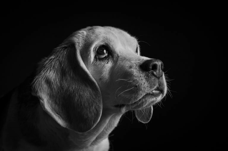 Retrato en blanco y negro de un perro mirando de perfil