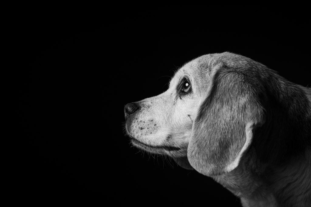 fotografo de perros en valencia