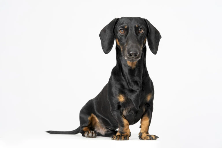 Perro de cuerpo alargado sentado sobre fondo blanco