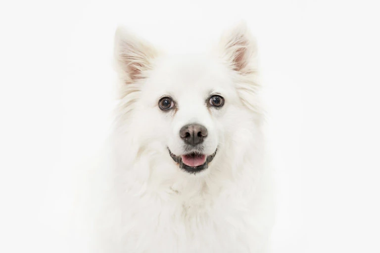 Retrato de un perro blanco de pelo largo