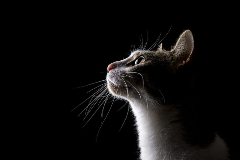 Gato mirando hacia arriba sobre fondo negro