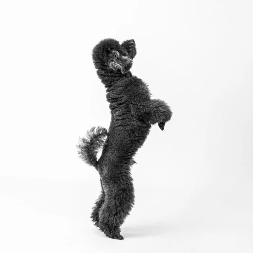 Perro de pelo negro rizado de pie sobre las patas traseras