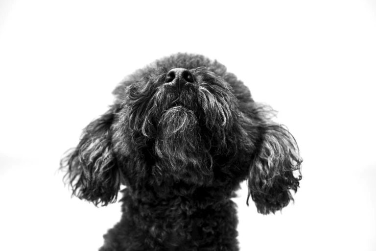 Perro de pelo rizado mirando hacia arriba sobre fondo blanco