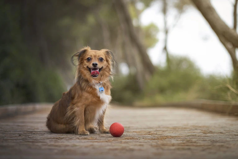 Perro sentado junto a una pelota roja en un camino al aire libre
