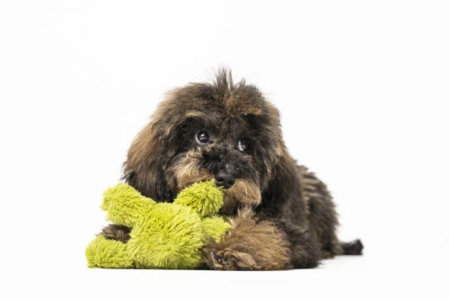 Cachorro de pelo largo tumbado junto a un juguete verde