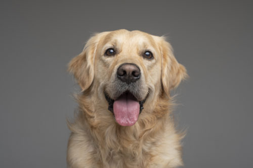 sesion perro labrador