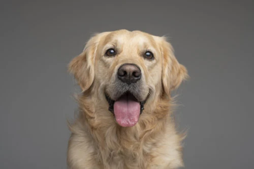 Retrato de un perro dorado con la lengua fuera sobre fondo gris