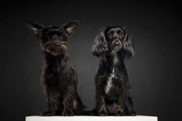 Dos perros pequeños sentados juntos sobre fondo oscuro