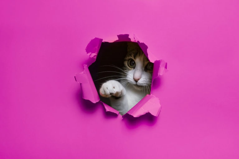 Gato asomándose por un agujero en un fondo rosa