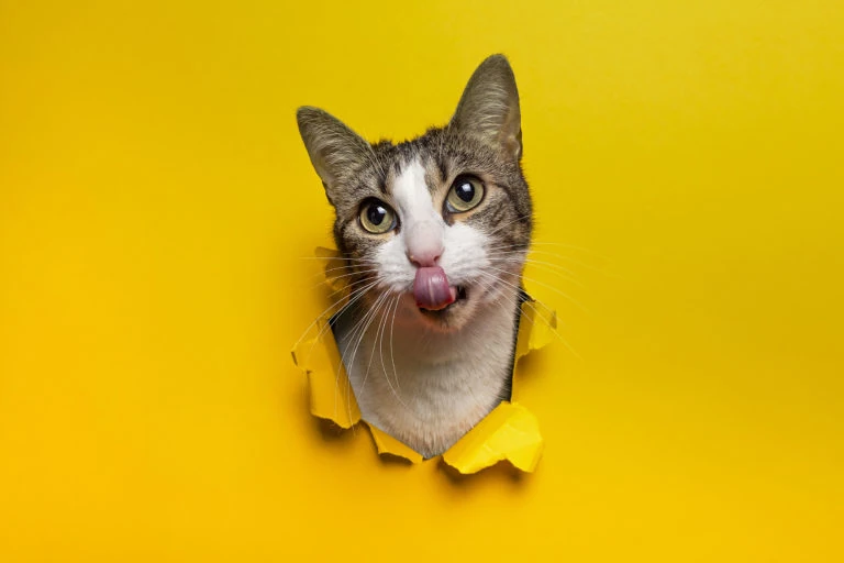 Gato asomándose por un agujero en un fondo amarillo