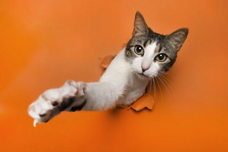 Gato sacando una pata por un agujero en un fondo naranja