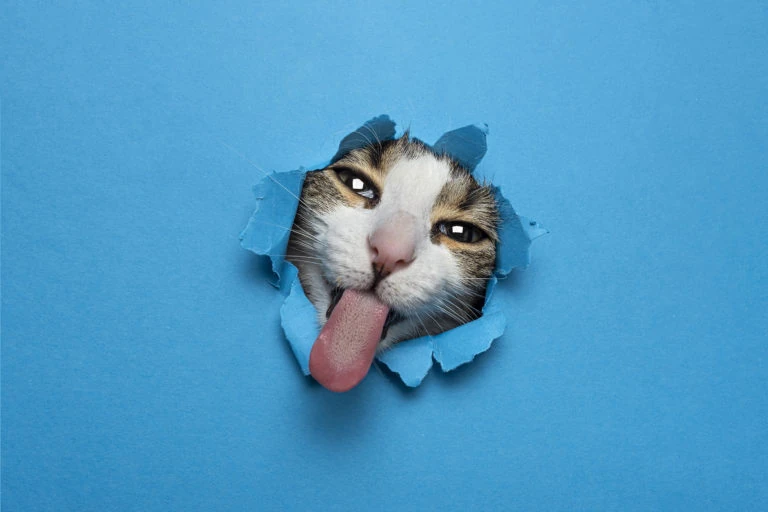 Gato asomándose por un agujero azul con la lengua fuera