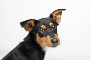 Perro negro y marrón con una oreja levantada