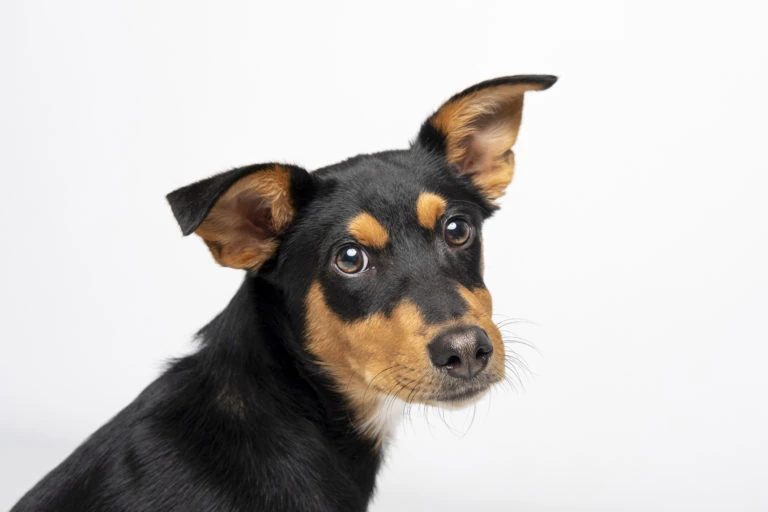Perro negro y marrón con una oreja levantada