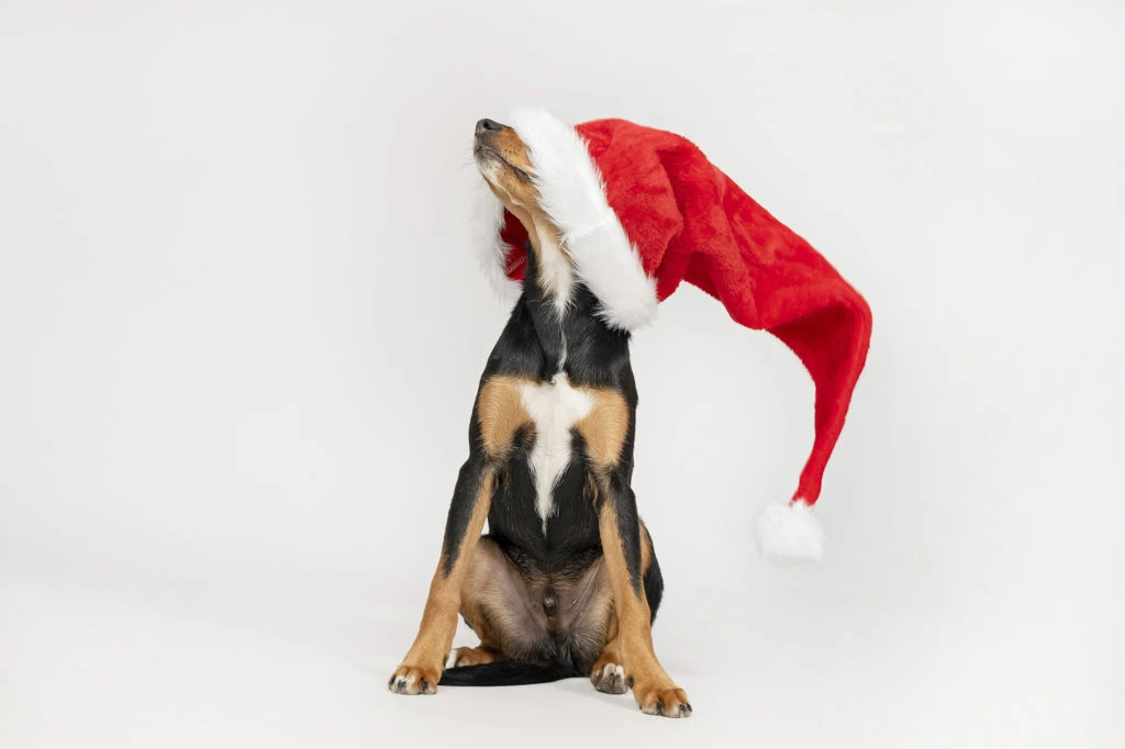 Perro con un gorro de Navidad sobre fondo blanco