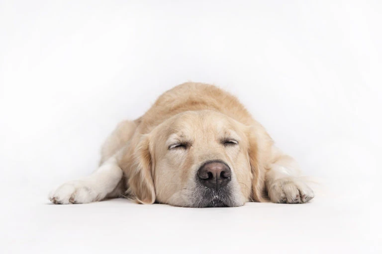 Perro dorado descansando con la cabeza apoyada sobre fondo blanco