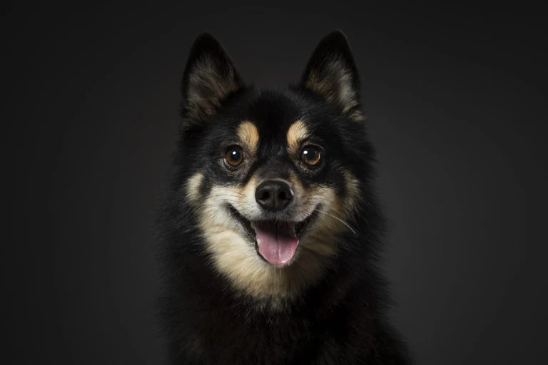Retrato de un perro de pelo negro y marrón sobre fondo oscuro