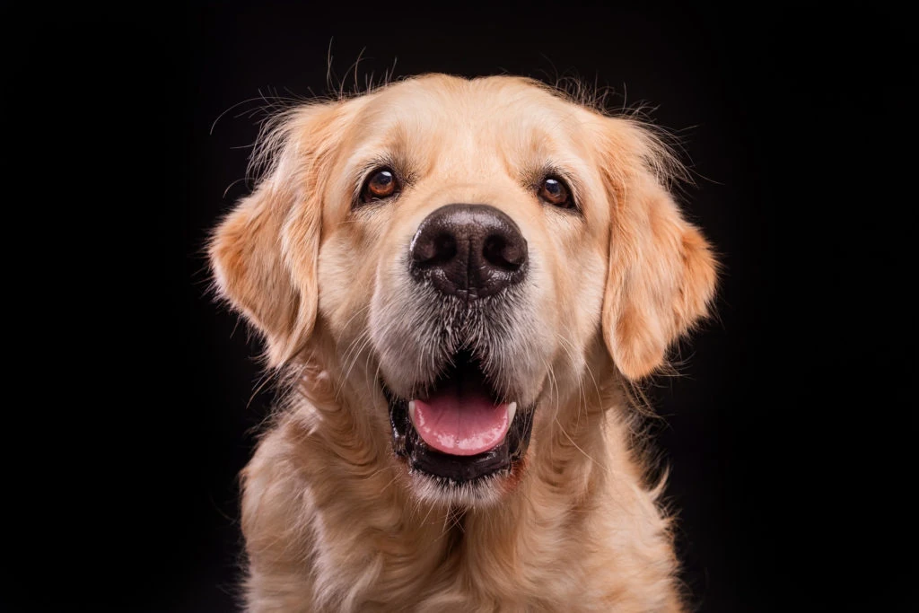 Retrato de un perro dorado con la boca abierta sobre fondo negro